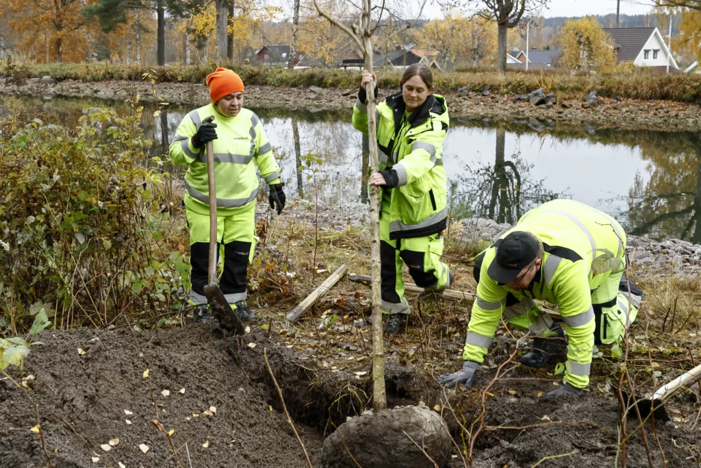 Tre Samhallmedarbetare i gula varselkläder. De planterar träd.